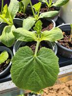 Pompoenplantjes, Ophalen