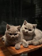 Britse korthaar kittens, Dieren en Toebehoren, Katten en Kittens | Raskatten | Korthaar, Kater, Gechipt, 0 tot 2 jaar