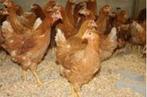 Poules pondeuses de 6 mois