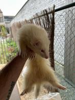 Fretten te koop, Dieren en Toebehoren, Knaagdieren, Maart, Fret, Meerdere dieren, Tam