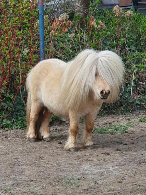Shetland, goedgekeurd hengstje., Dieren en Toebehoren, Pony's, Hengst, Niet van toepassing, A pony (tot 1.17m), Recreatiepony