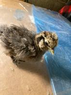 Usa zijdehoen kuikens 2 weken, Dieren en Toebehoren, Pluimvee, Geslacht onbekend