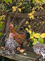 Kippen te koop, Dieren en Toebehoren, Pluimvee, Kip