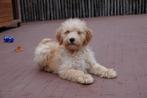 Prachtige abrikoze medium goldendoodle pups, Dieren en Toebehoren, België, Overige rassen, 8 tot 15 weken, CDV (hondenziekte)