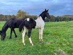Beau poulain à vendre, Animaux & Accessoires, Chevaux, 0 à 2 ans, Non dressé, Vermifugé, Étalon