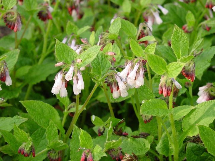 smeerwortel, bodembedekker, trekt bijen aan., Tuin en Terras, Planten | Tuinplanten, Vaste plant, Bodembedekkers, Halfschaduw
