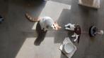 BRITSE KORTHAAR KITTENS MET STAMBOOM, Dieren en Toebehoren, Katten en Kittens | Raskatten | Korthaar, Gechipt, 0 tot 2 jaar