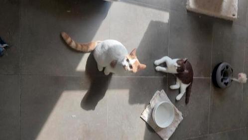 BRITSE KORTHAAR KITTENS MET STAMBOOM, Dieren en Toebehoren, Katten en Kittens | Raskatten | Korthaar, 0 tot 2 jaar, Met stamboom