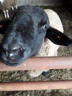 Ram Suffolk, Animaux & Accessoires, Moutons, Chèvres & Cochons, Mouton, Mâle, 0 à 2 ans