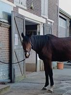 Paard, B, Vermifugé, 160 à 165 cm, Hongre