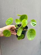 Pilea peperomioides mojito, Huis en Inrichting, Kamerplanten, Ophalen