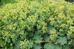 Selectie bijen-,hommel- en vlinderplanten., Tuin en Terras, Ophalen, Vaste plant