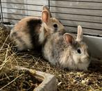 Steekoor dwergkonijntjes, Dieren en Toebehoren, Konijnen, Meerdere dieren, Dwerg, 0 tot 2 jaar