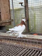 Gentse kroppers 2025, Meerdere dieren, Kropper