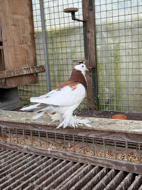 Gentse kroppers 2025, Dieren en Toebehoren, Vogels | Duiven, Kropper, Meerdere dieren
