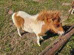 gevlekt  schetland merrie  veulentje  en bruin  hengstje, Dieren en Toebehoren, Pony's, Merrie
