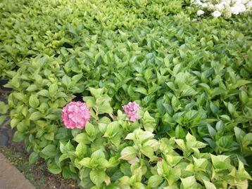 hortensia fermier en types, Enlèvement, Hortensia, Arbuste, Moins de 100 cm