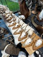 Schedeltjes reebok hertjes, Ophalen of Verzenden