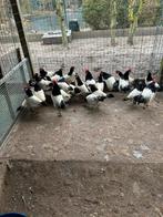 Te koop kippen Lakenvelders, Dieren en Toebehoren, Pluimvee, Kip