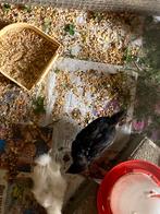 Ayam cemani & worte zijdenhoen, Dieren en Toebehoren, Pluimvee, Meerdere dieren, Kip