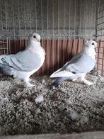 Oud-Oosterse Meeuwen., Dieren en Toebehoren, Vogels | Duiven