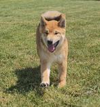op boerderij gekweekte shiba inu puppy's beschikbaar, België, Fokker | Hobbymatig, Overige rassen, 8 tot 15 weken