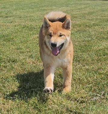 chiots toshiba inu élevés à la ferme disponibles, Parvovirose, Autres races, 8 à 15 semaines, Plusieurs