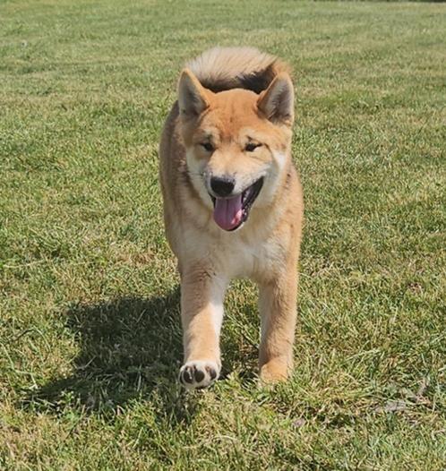 op boerderij gekweekte shiba inu puppy's beschikbaar, Dieren en Toebehoren, Honden | Poolhonden, Keeshonden en Oertypen, Meerdere dieren