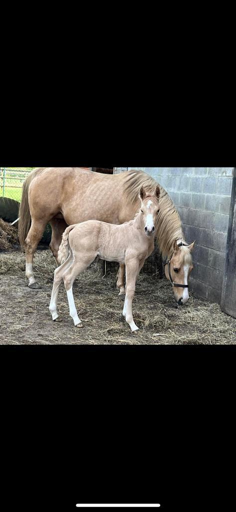 Quarter veulen, Dieren en Toebehoren, Pony's, Hengst