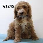 Prachtige Cockapoo pups te koop, Dieren en Toebehoren, Honden | Chihuahua's en Gezelschapshonden, 15 weken tot 1 jaar, Buitenland