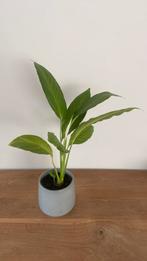 Lepelplant met nieuwe pot (spathiphyllum), Huis en Inrichting, Bloeiende kamerplant, Ophalen, Halfschaduw, Minder dan 100 cm