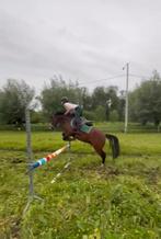 Verzorg pony/paard gezocht, Dieren en Toebehoren, Paarden