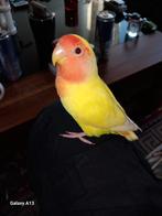Tam mooi vogeltje, Dieren en Toebehoren, Vogels | Parkieten en Papegaaien, Tam
