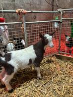 Bruin bont bokje, Mâle, Chèvre, 0 à 2 ans