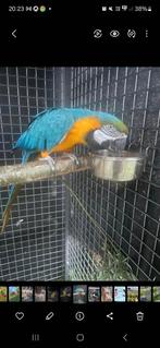 Kweekkoppel Ara blauwgeel, Dieren en Toebehoren, Vogels | Parkieten en Papegaaien, Meerdere dieren, Papegaai, Geringd