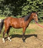 Chique toekomstige allround sportpony, Dieren en Toebehoren, Gechipt, 0 tot 2 jaar, Hengst, Onbeleerd