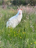 Witte Wallaby kangoeroe vrouwtje, Vrouwelijk
