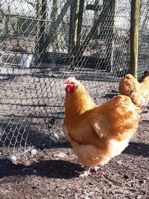 orpington groot broedeieren, Dieren en Toebehoren, Pluimvee, Kip, Geslacht onbekend