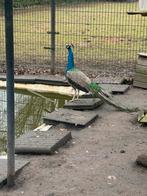 Pauw haan, Dieren en Toebehoren