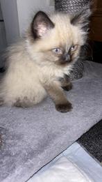 Ragdoll Kittens, Kater, Ontwormd
