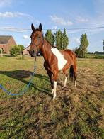 Brave 5-jarige merrie, Dieren en Toebehoren, Paarden, Merrie, Minder dan 160 cm, Gechipt, Zadelmak