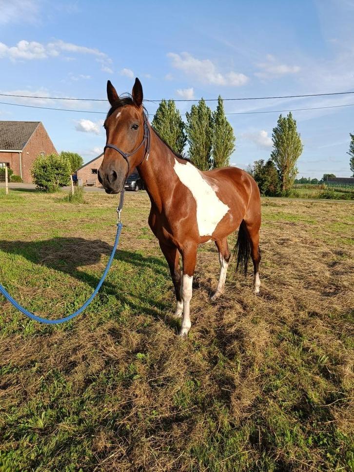 Brave 5-jarige merrie, Dieren en Toebehoren, Paarden, Merrie, Zadelmak, Minder dan 160 cm, 3 tot 6 jaar, Recreatiepaard, Met stamboom