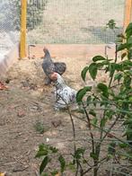 Cochin 3 haantjes, Dieren en Toebehoren, Pluimvee, Meerdere dieren, Kip