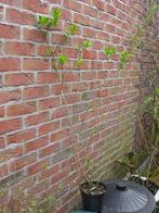 Lilas mauve, violet ou blanc, Ophalen, Overige soorten, Struik, 100 tot 250 cm
