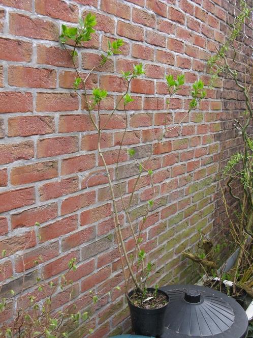 Lilas mauve, violet ou blanc, Tuin en Terras, Planten | Struiken en Hagen, Struik, Overige soorten, 100 tot 250 cm, Ophalen