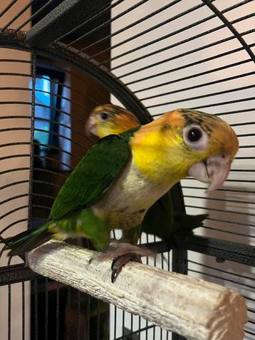 Heel goed klikkend koppel groendij caique beschikbaar voor biedingen