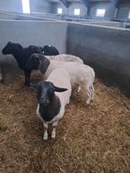 Jonge dorper rammen, Dieren en Toebehoren, Mannelijk, Schaap, 0 tot 2 jaar