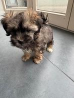 Allermooiste Lasa apso x poedel reutje, Dieren en Toebehoren, Honden | Chihuahua's en Gezelschapshonden, België, Particulier, 8 tot 15 weken