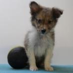 Sheltie - Chiots belges à vendre, Animaux & Accessoires, Chiens | Bergers & Bouviers, Commerçant, 8 à 15 semaines, Colley, Plusieurs