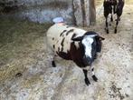 Bont schaap, Schaap